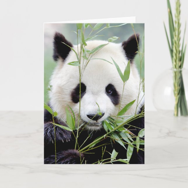 Cartões de saudação Panda gigante fotográfica. Pan (Frente)