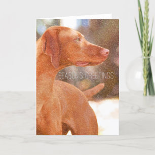 Cartões de Saudação Vizsla Christmas
