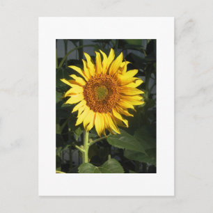 Cartões de Save the Date de Girassol Amarelo