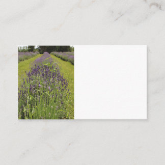 Cartões de Visita da Fazenda Seafoam Lavender