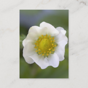 Cartões de visita de flores de morango branco boni