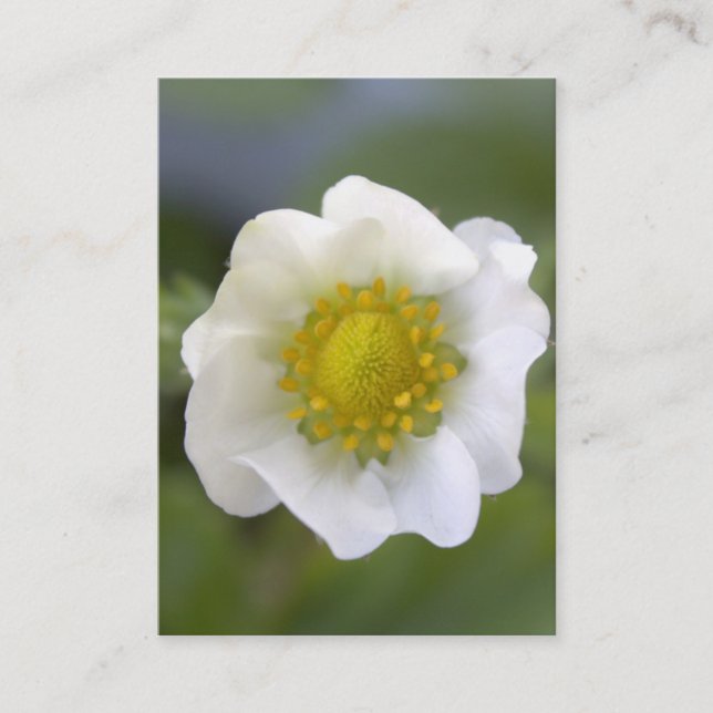 Cartões de visita de flores de morango branco boni (Frente)