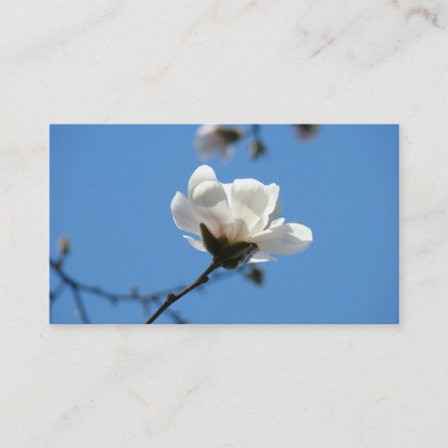 Cartões de Visita Flor de Magnólia Branca Céu Azul (Frente)