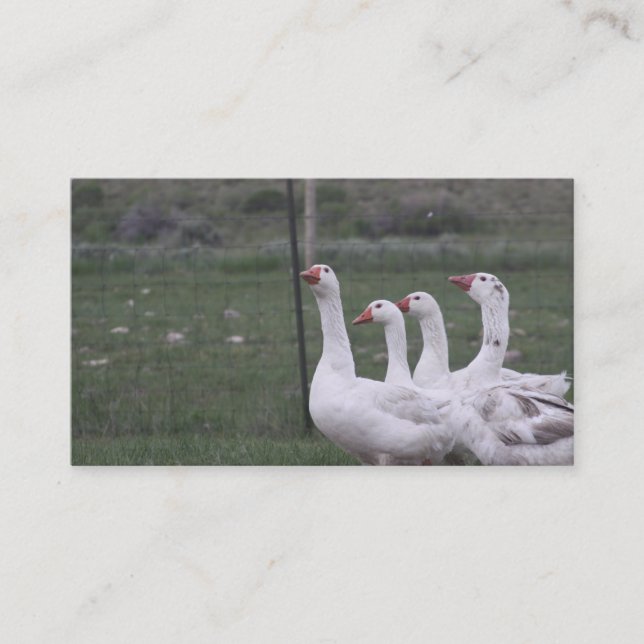 Cartões de visitas (Frente)