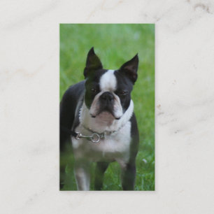 Cartões de visitas de Boston Terrrier