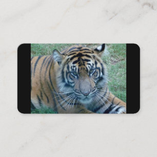 Cartões de visitas de Imagem de Tigre