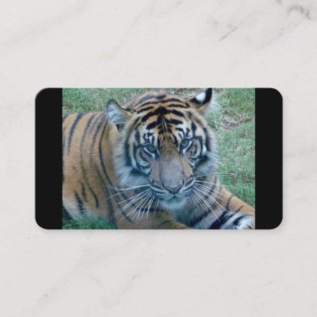 Cartões de visitas de Imagem de Tigre (Frente)