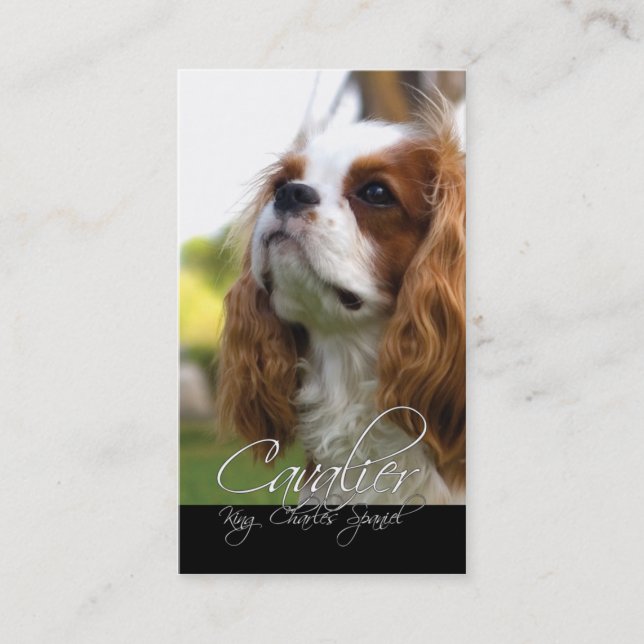 Cartões de visitas do Cavalier King Charles Spanie (Frente)