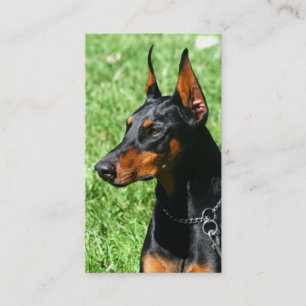 Cartões de visitas do Pinscher do Doberman