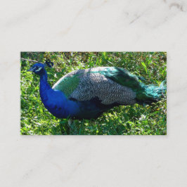 Cartões de visitas Pavão