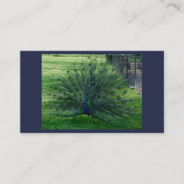 Cartões de visitas Peacock