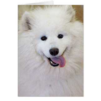 Cartões do cumprimento/nota da raça do cão do