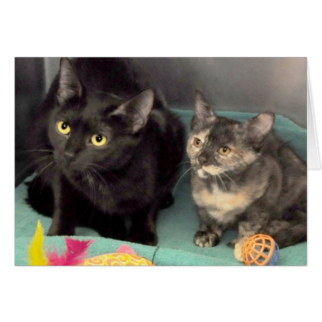 Cartões do cumprimento/nota do gato preto/gatinho (Frente Horizontal)