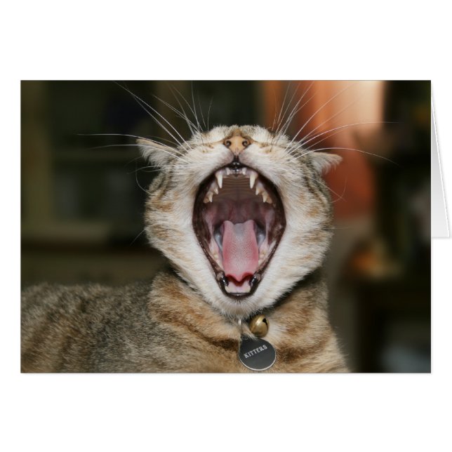 Cartões do gato (Frente horizontal)