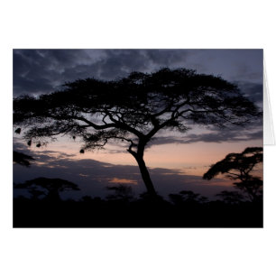 Cartões do Sol Acacia Trees