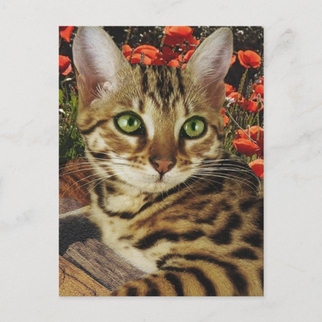 Cartões e autocolantes (Frente)