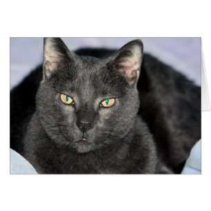 Cartões engraçados