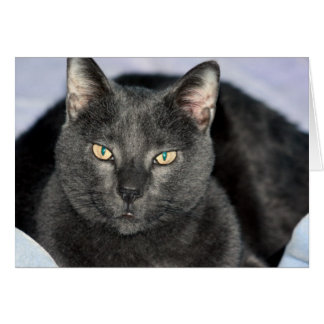 Cartões Engraçados