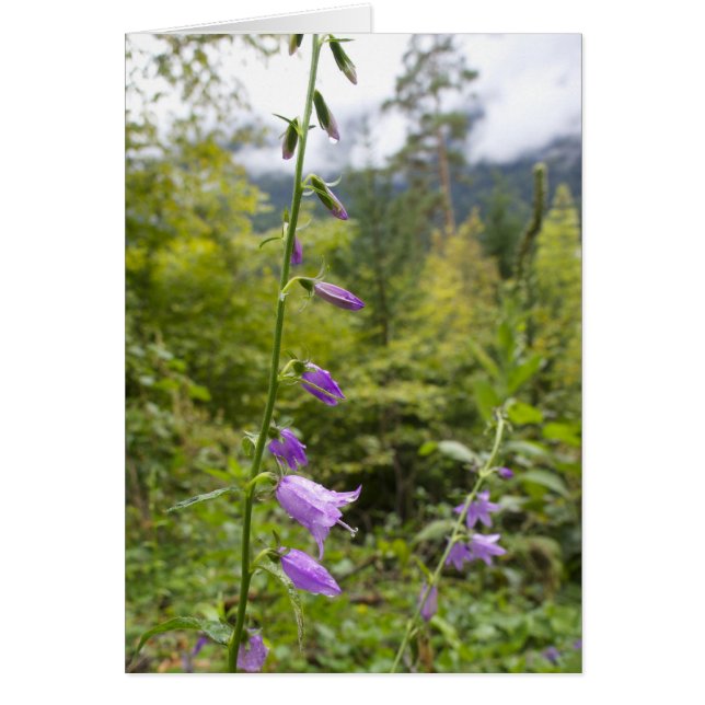 Cartões italianos, Borgo Valsugana (Frente)