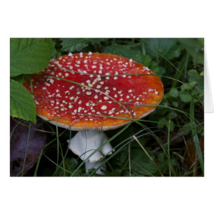 Cartões italianos, Borgo Valsugana