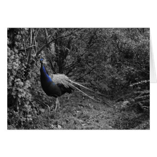 Cartões italianos, Trento