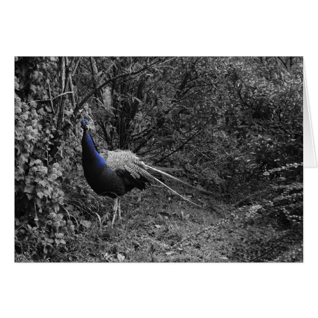 Cartões italianos, Trento (Frente Horizontal)