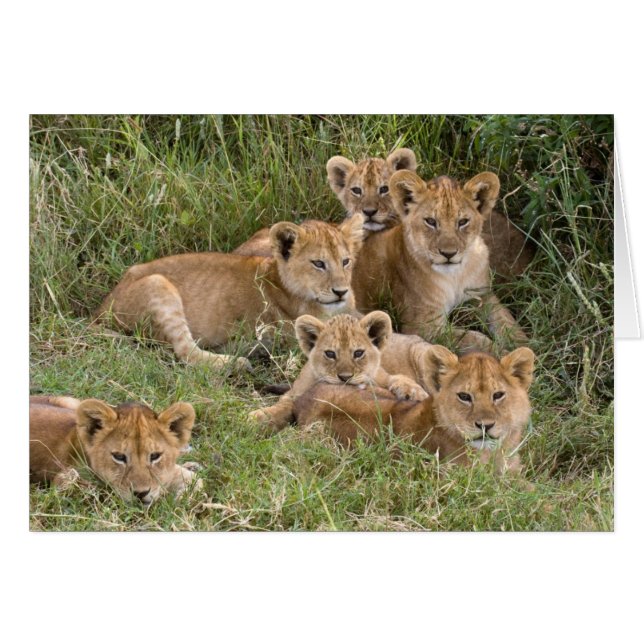 Cartões Lion Cubs (Frente Horizontal)