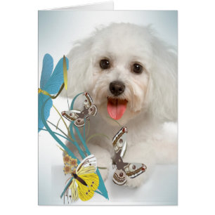 Cartões malteses da libélula & da borboleta