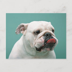 Cartões Para Bulldog, Presentes, Pocena