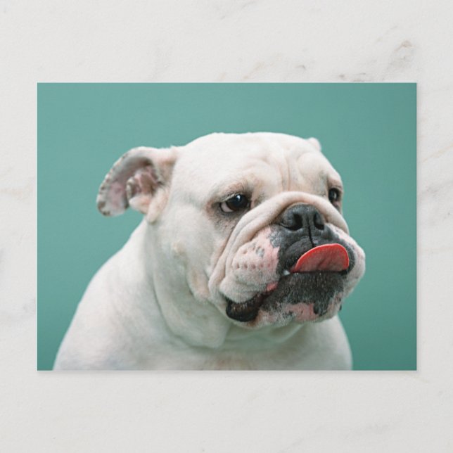 Cartões Para Bulldog, Presentes, Pocena (Frente)