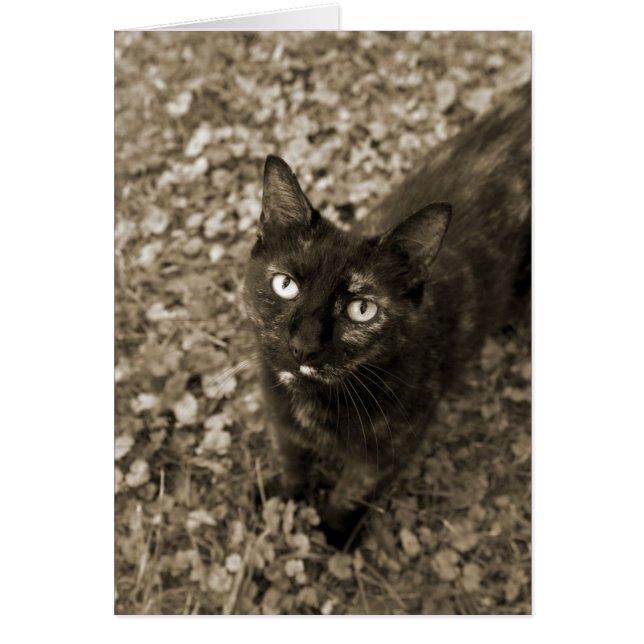 Cartões para gatos tortos (Frente)