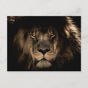 CARTÕES POSTAIS AFRICANOS MALE LION