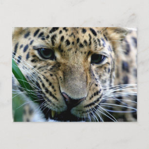 Cartões postais Amur Leopard