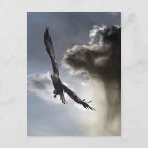 Cartões postais Bald Eagle