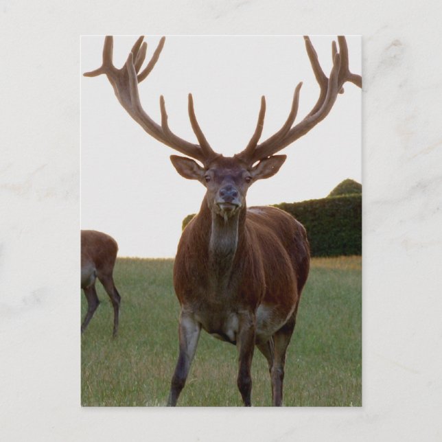 Cartões postais Buck (Frente)