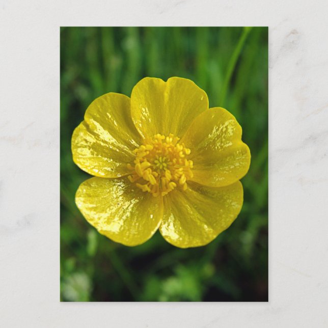 Cartões postais Buttercamp (Frente)