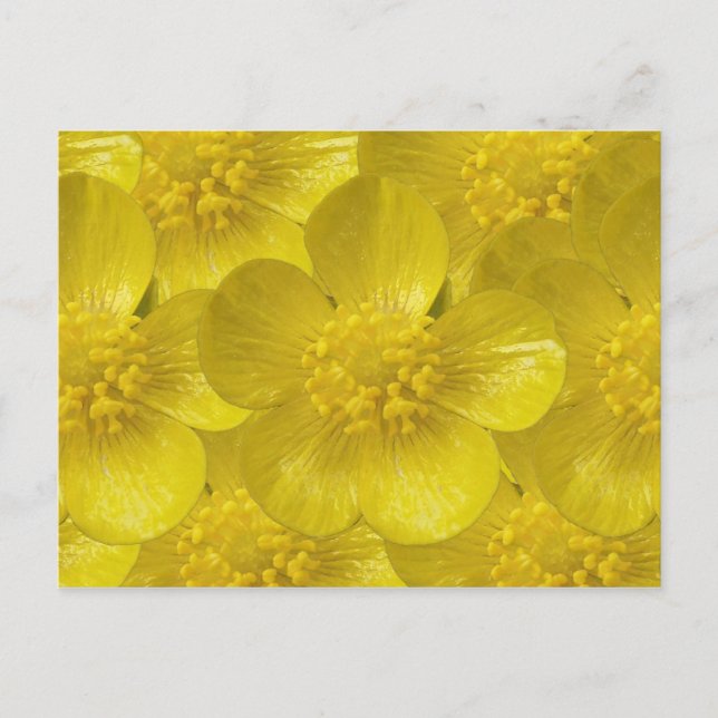 Cartões postais Buttercamp (Frente)