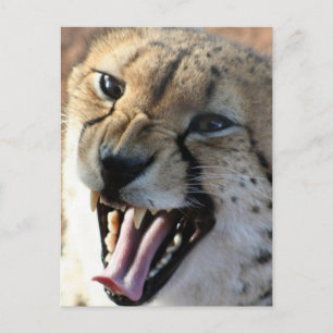 Cartões postais Cheetah Snarl