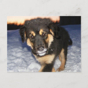 Cartões postais com bobo