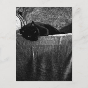 Cartões postais Completos de Gato Preto