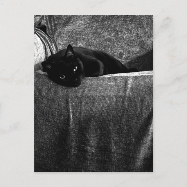 Cartões postais Completos de Gato Preto (Frente)