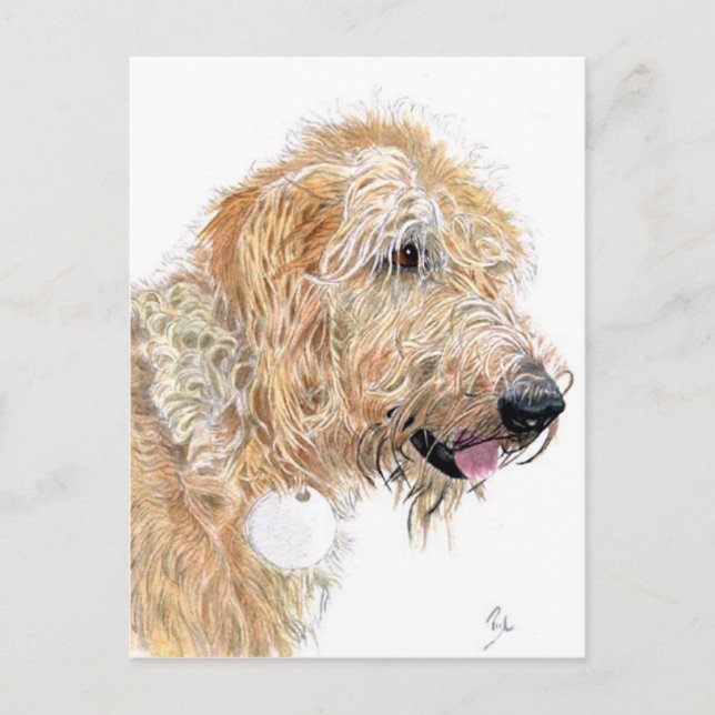 Cartões postais Cream Labradoodle (Frente)