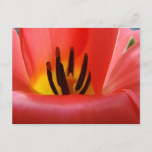Cartões postais da Flor Red Tulip Garden