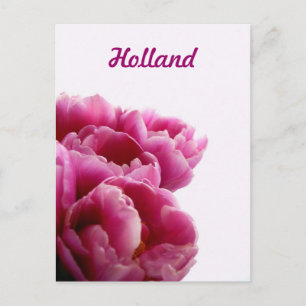 Cartões Postais da Holanda, Tulipas Roxas