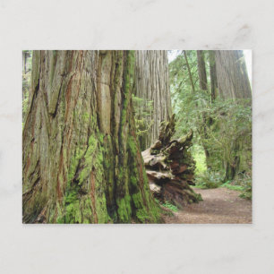 Cartões postais da Sequoia Vermelha Grande Calif