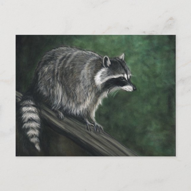 Cartões postais de arte "Raccoon" (Frente)