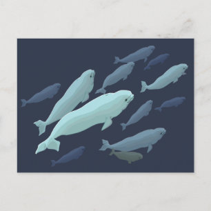 Cartões postais de baleia Beluga Personalização