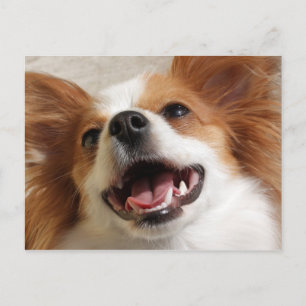Cartões Postais de Cachorro Papillon Rindo
