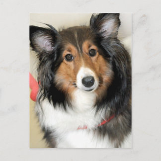 Cartões postais de cães de raça Shetland Sheepdog