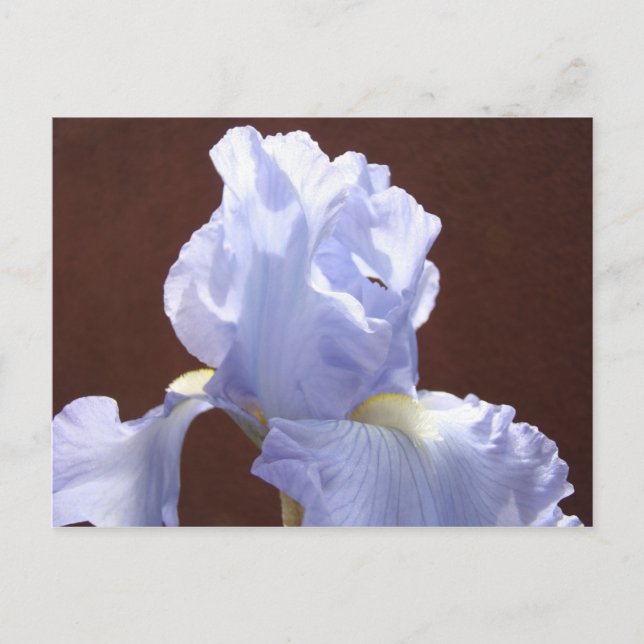 Cartões postais de Flor Íris Azul Adicionar Texto (Frente)